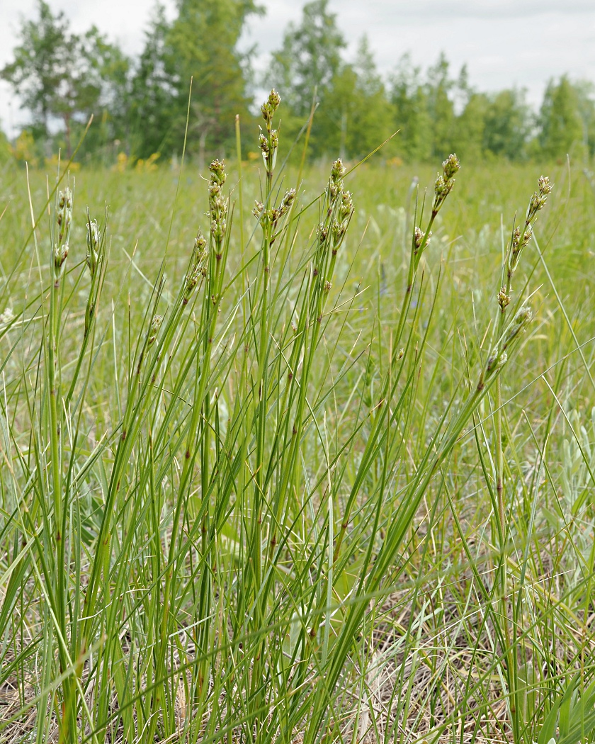 Image of Eremogone longifolia specimen.