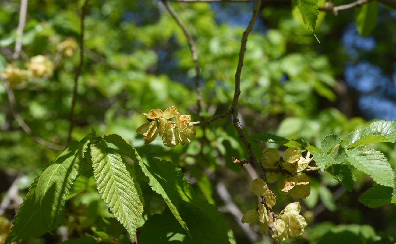 Image of genus Ulmus specimen.