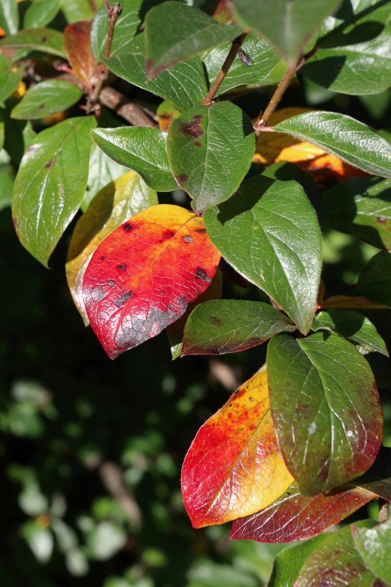 Изображение особи Cotoneaster lucidus.