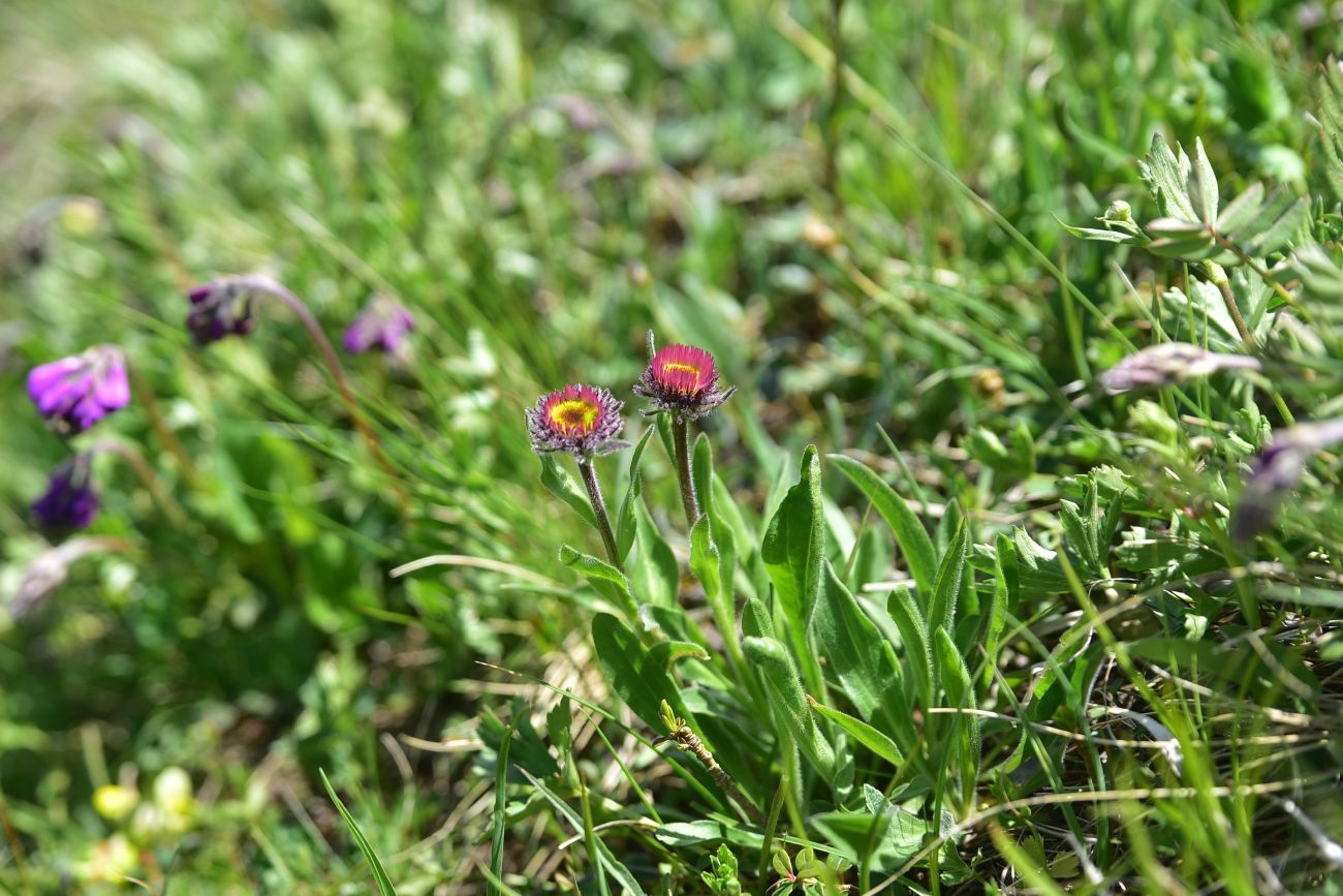 Изображение особи Erigeron venustus.