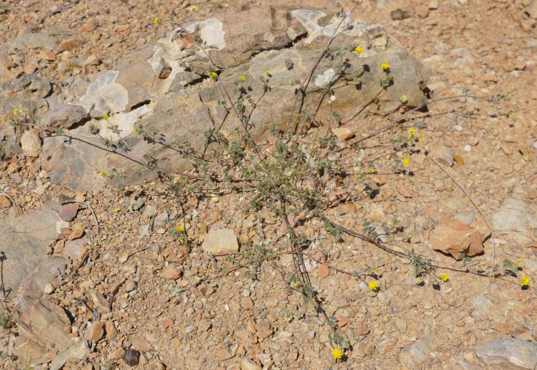 Изображение особи Medicago coronata.