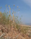 Papaver hybridum. Плодоносящие растения. Краснодарский край, м/о Анапа, окр. станицы Благовещенская, Витязевский лиман, песчано-глиняный холм. 24.05.2015.