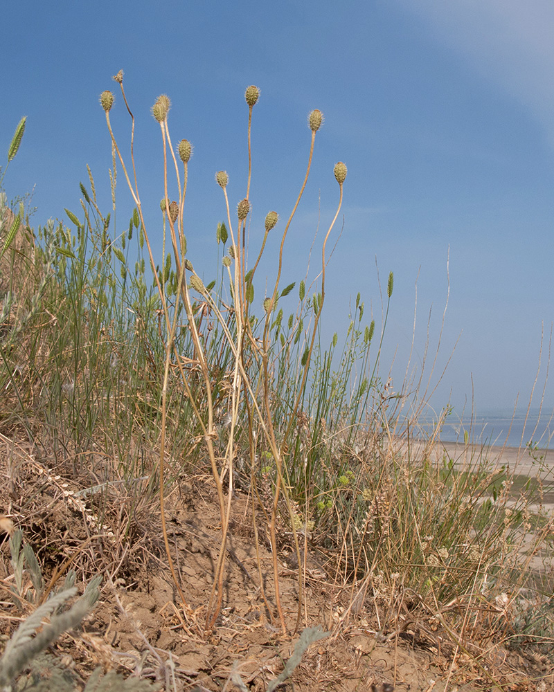 Image of Papaver hybridum specimen.