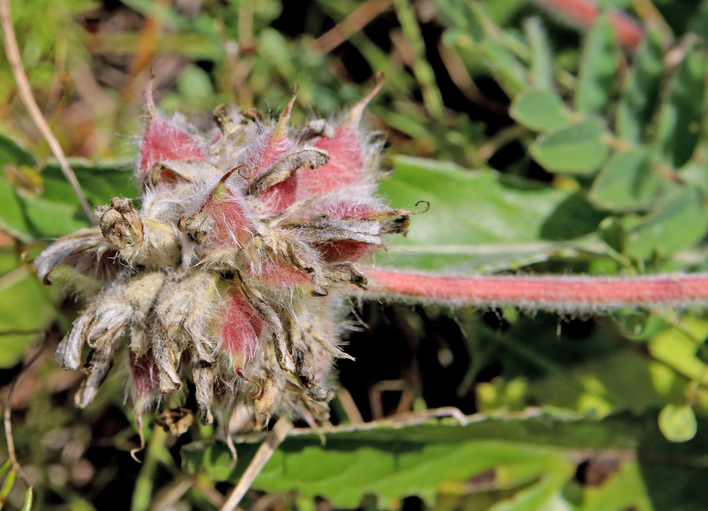 Изображение особи Astragalus dasyanthus.