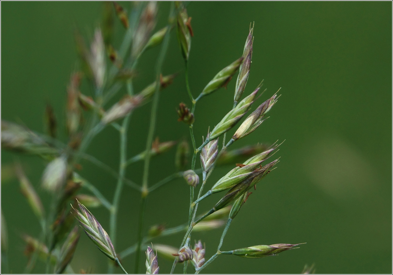Image of genus Festuca specimen.
