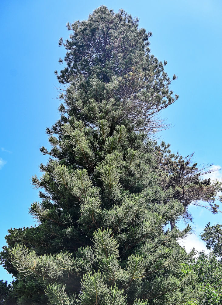 Image of genus Araucaria specimen.