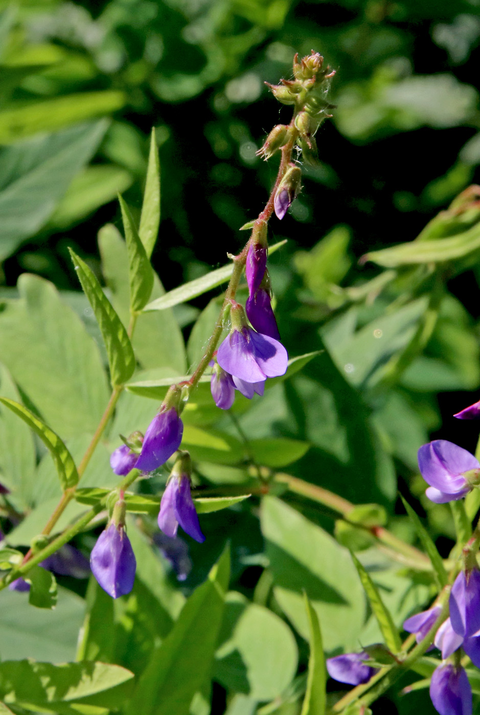 Image of Galega orientalis specimen.