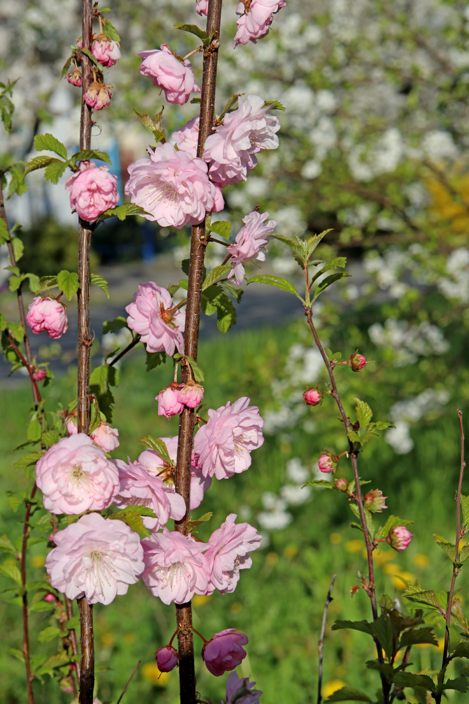 Image of Louiseania triloba specimen.