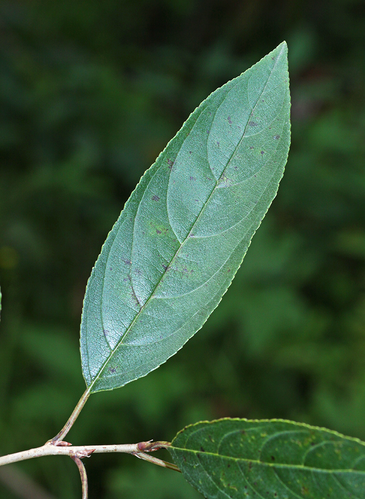 Image of Rhamnus ussuriensis specimen.