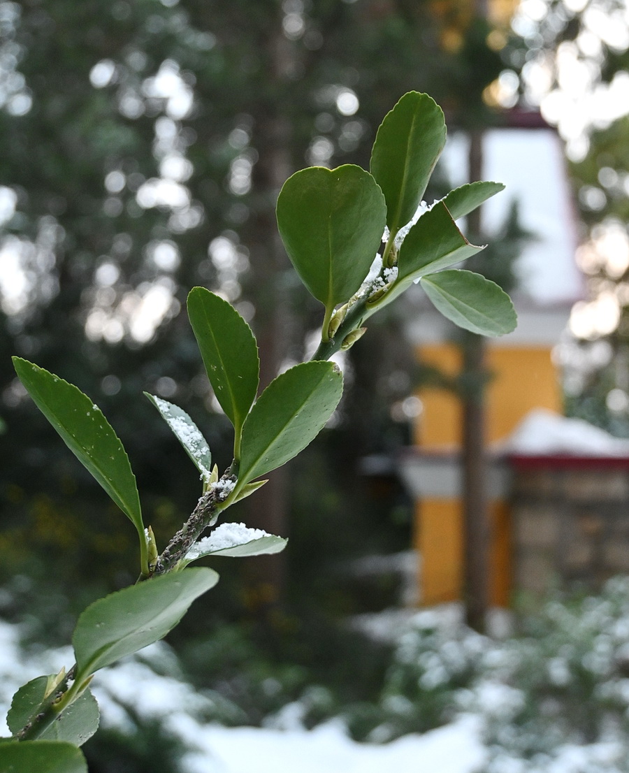 Изображение особи Неопознанный вид.