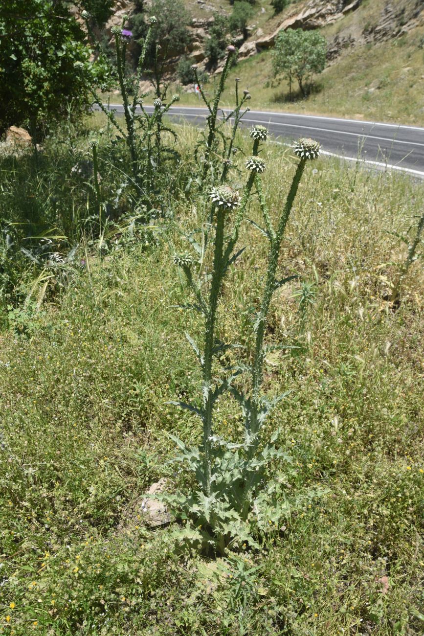 Изображение особи Onopordum carduchorum.