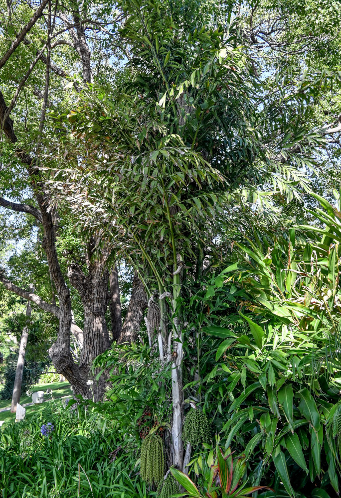 Изображение особи Caryota mitis.