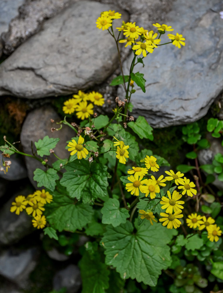Изображение особи Sinosenecio oldhamianus.
