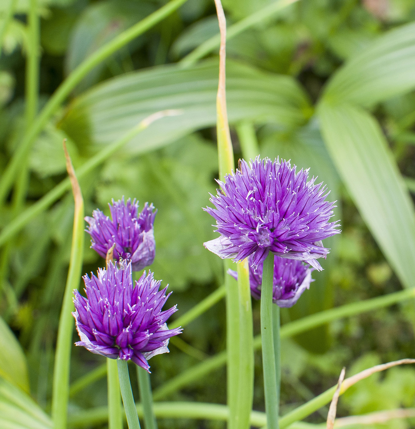 Image of Allium schoenoprasum specimen.