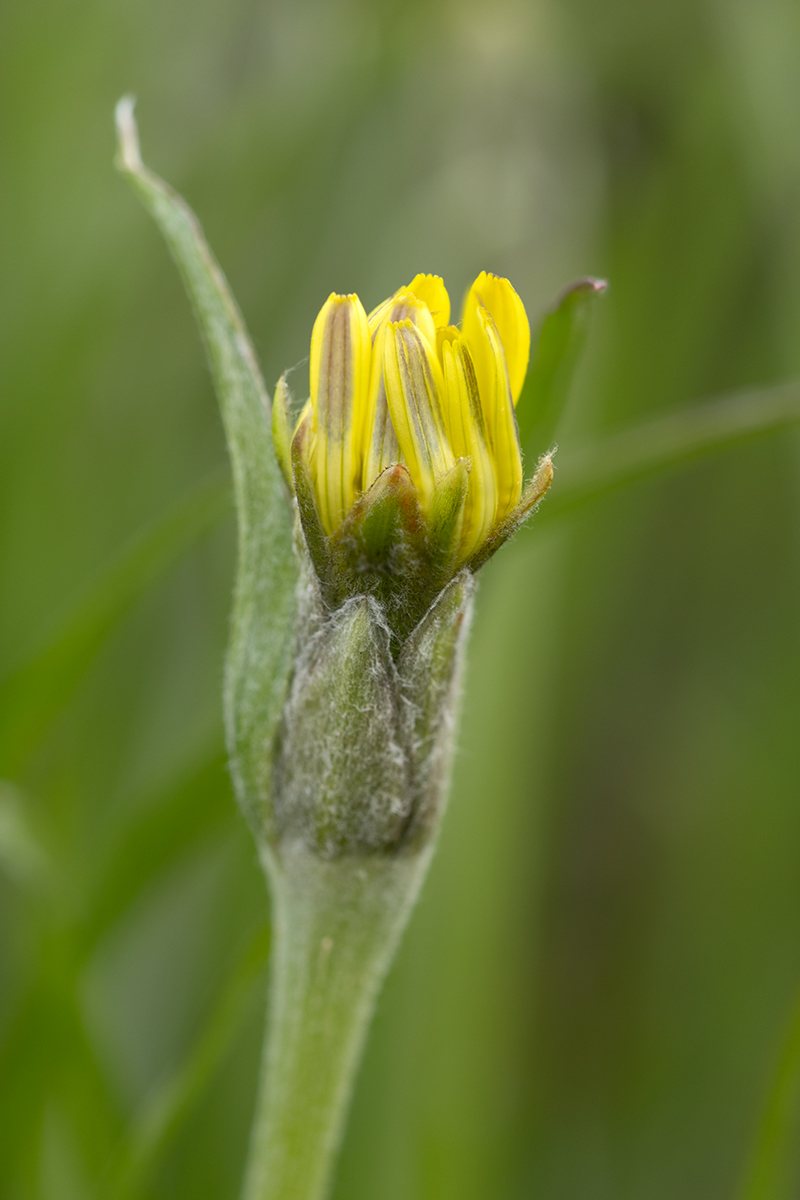 Изображение особи Scorzonera mollis.