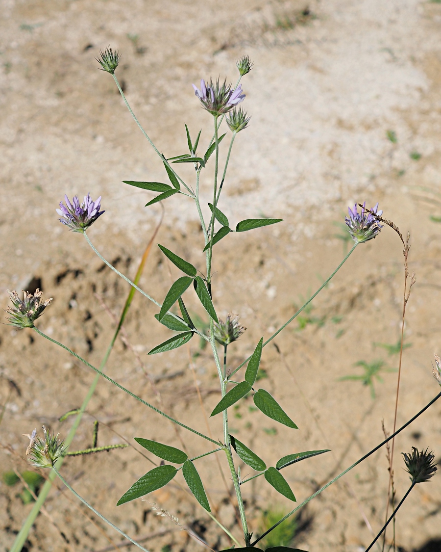 Image of Psoralea bituminosa ssp. pontica specimen.