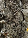 division Ascomycota