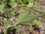 Geum urbanum. Часть стебля с листом и основанием пазушного побега (видна абаксиальная поверхность листа и прилистников). Испания, Каталония, пров. Барселона, комарка Осона, муниципалитет Виланова-де-Сау, водохранилище Сау, просека в смешанном лесу. 31.05.2026.