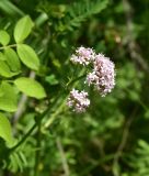 род Valeriana. Соцветие. Грузия, край Самцхе-Джавахети, лев. берег Куры, 800 м выше брошенного курдского селения, выс. ок. 1220 м н.у.м., в тени дерева. 6 июня 2026 г.