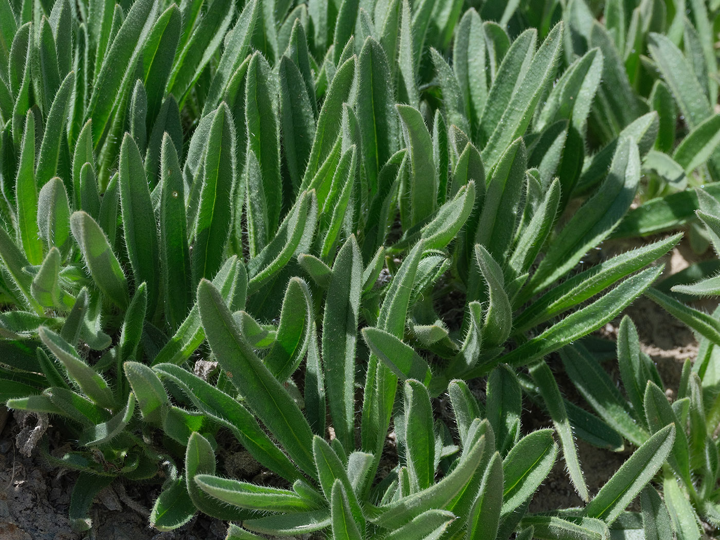 Image of Macrotomia euchroma specimen.