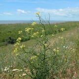 Sisymbrium altissimum. Верхушка цветущего и плодоносящего растения. Краснодарский край, м/о Анапа, окр. станицы Благовещенская, берег Витязевского лимана, песчано-глинистый холм, степь. 31.05.2026.
