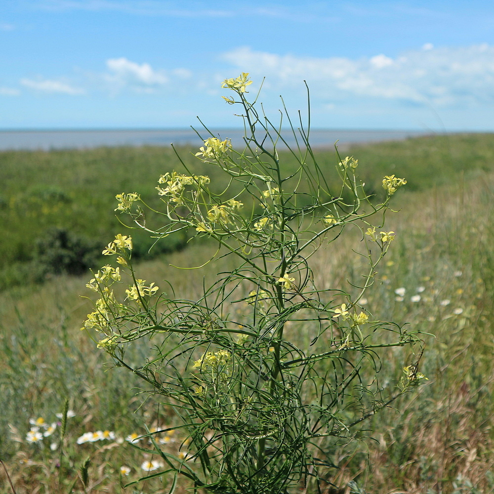 Image of Sisymbrium altissimum specimen.
