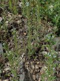 Lappula squarrosa. Цветущие растения. Хабаровский край, г. Комсомольск-на-Амуре, обочина грунтовой дороги. 07.06.2026.