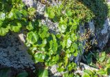 Saxifraga sichotensis. Плодоносящие растения. Хабаровский край, р-н имени Лазо, массив горы Ко, вблизи седловины между горами Столовая и Ко, выс. ≈ 1760 м н.у.м., скалистый гребень. 02.08.2026.