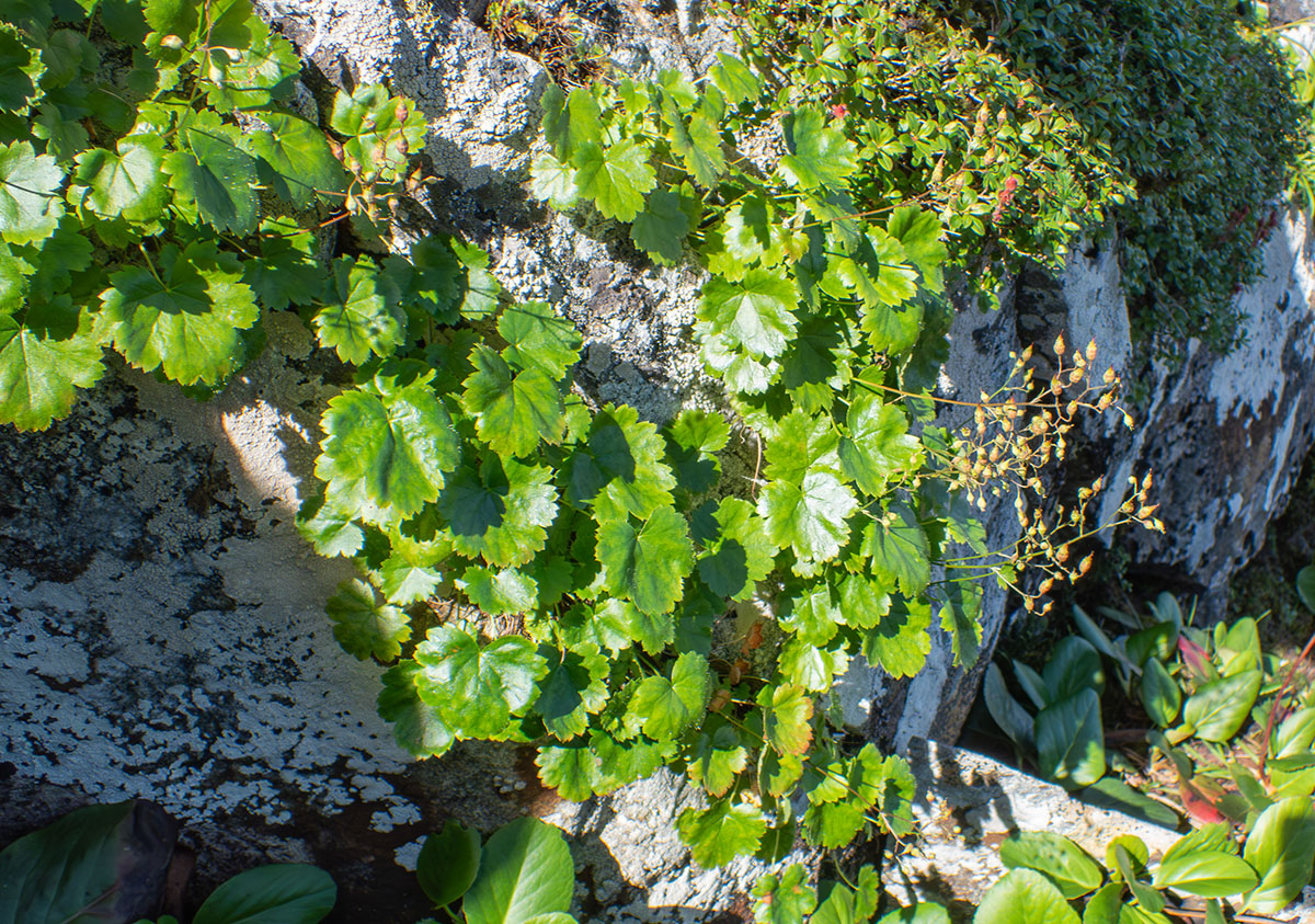 Image of Saxifraga sichotensis specimen.
