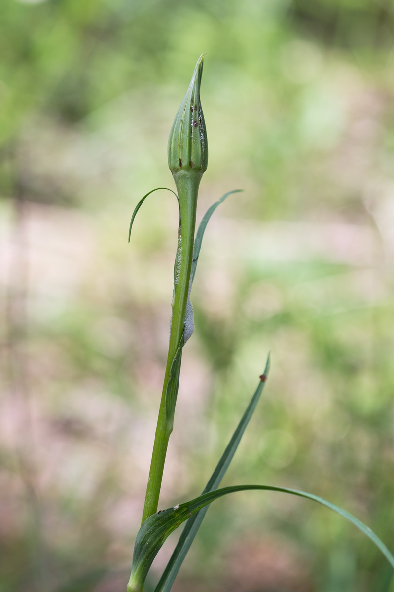 Image of genus Tragopogon specimen.