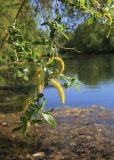 Salix euxina