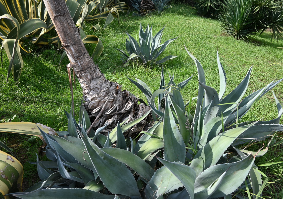 Изображение особи род Agave.