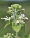 Circaea cordata. Соцветие. Приморье, о. Шкота, коса, полынно-кустарниковое сообщество. 20.07.2026.
