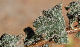 genus Crataegus. Лист, облепленный мелкими белыми насекомыми. Узбекистан, Ташкентская обл., зап. отр. Чаткальского хр., окр. кишлака Учтерак, зона отдыха «Дустлик». 26.09.2026.