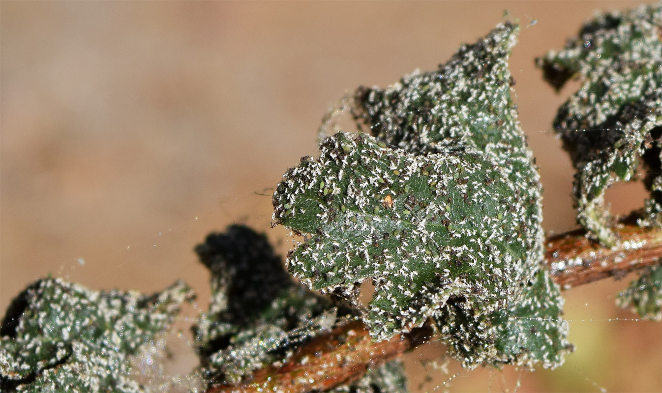 Image of genus Crataegus specimen.