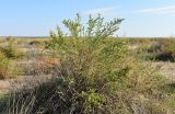 Kalidium foliatum. Плодоносящее растение. Астраханская обл., Наримановский р-н, окр. с. Николаевка, обсохшая западная часть ложа солёного ильменя Камышовый, солянково-сарсазанное растительное сообщество. 06.10.2026.