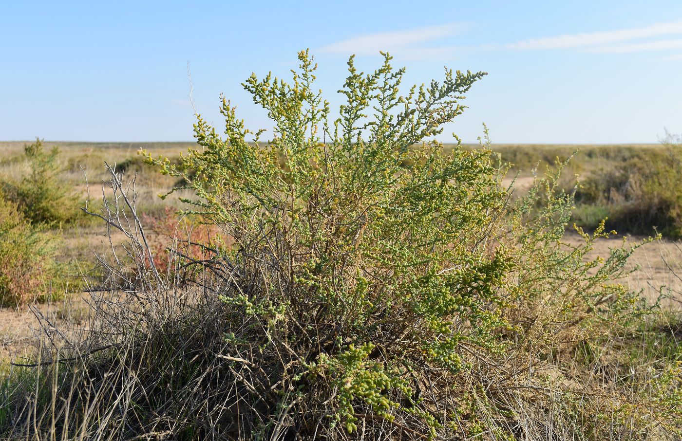 Image of Kalidium foliatum specimen.
