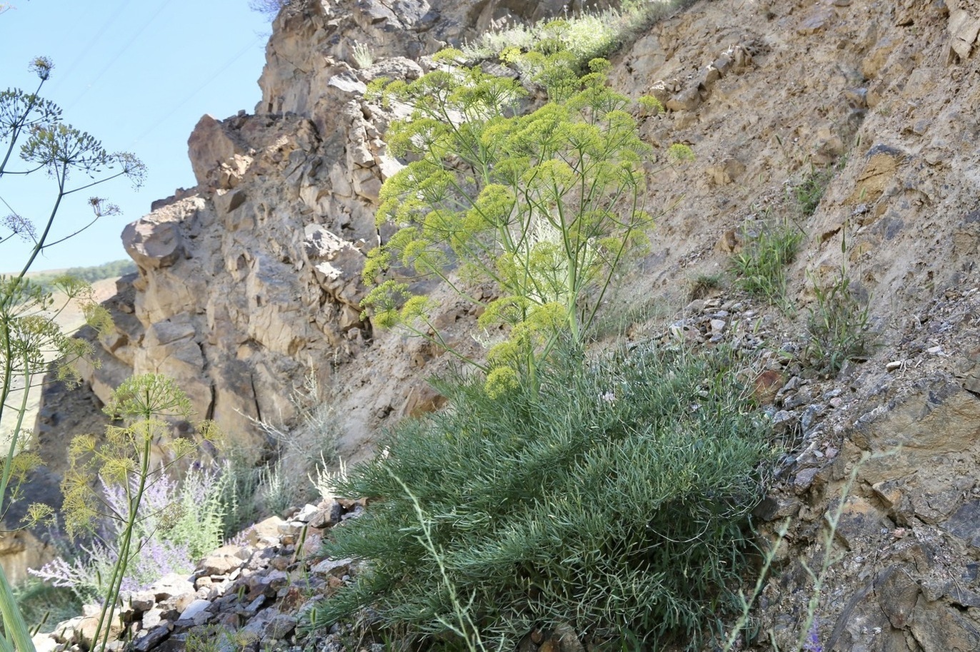 Image of Ferula penninervis specimen.