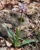 Orchis simia. Цветущее растение. Крым, окр. водопада Джур-Джур. 04.05.2011.
