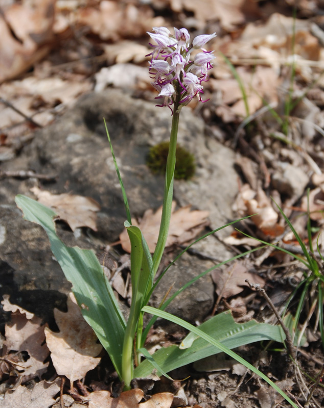 Image of Orchis simia specimen.