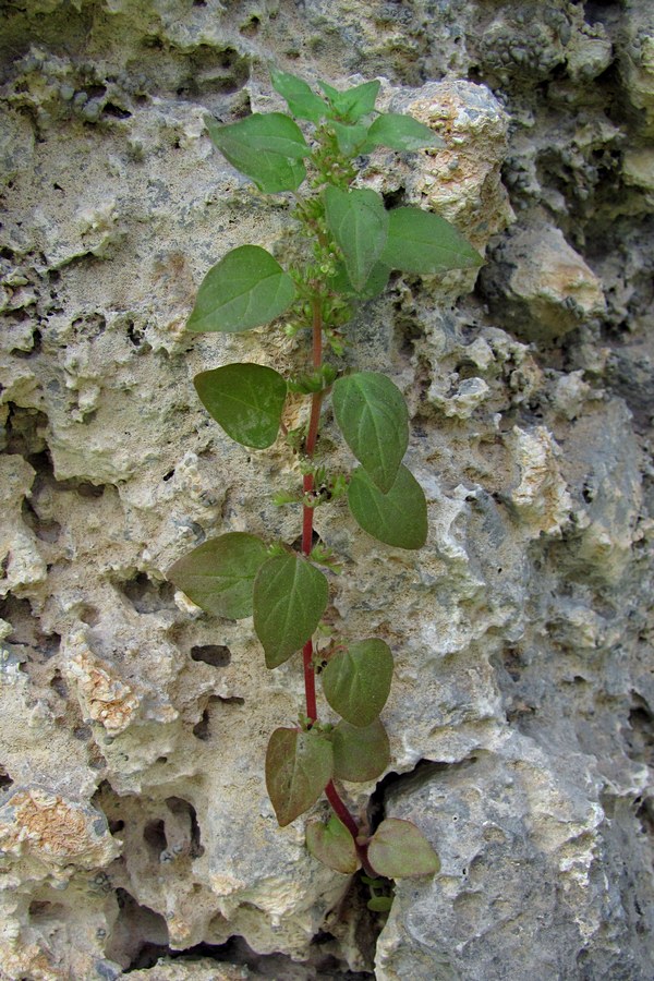 Изображение особи Parietaria chersonensis.