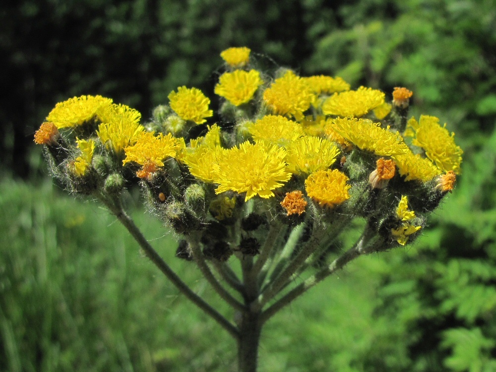 Изображение особи Pilosella cymosa.