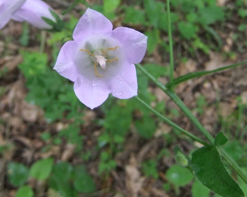 Image of Campanula praealta specimen.