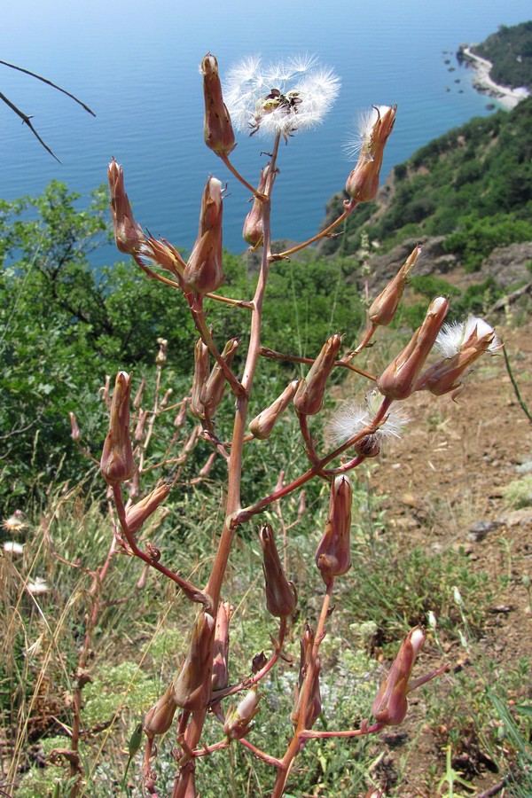 Изображение особи Lactuca tuberosa.