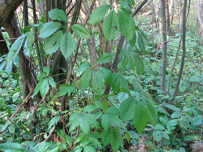 Изображение особи Parthenocissus quinquefolia.
