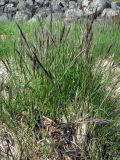 genus Festuca