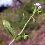 Image of taxon representative. Author is Сергей Глотов