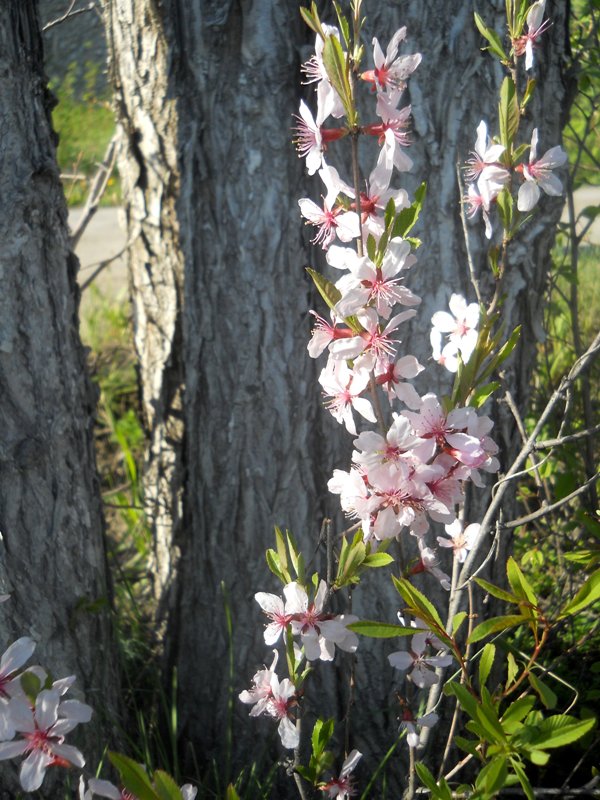 Изображение особи Amygdalus nana.
