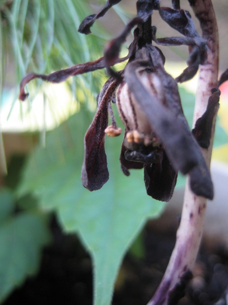 Изображение особи Monotropa uniflora.