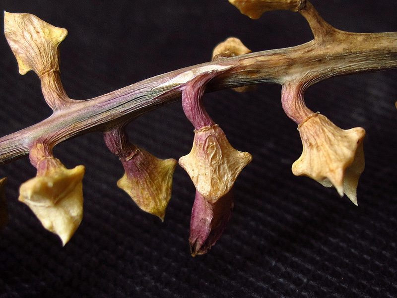 Image of Cakile maritima specimen.